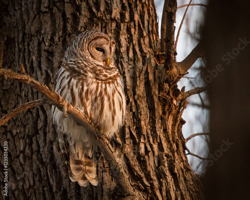 A barred perched in a tree soaking up the light at sunset.