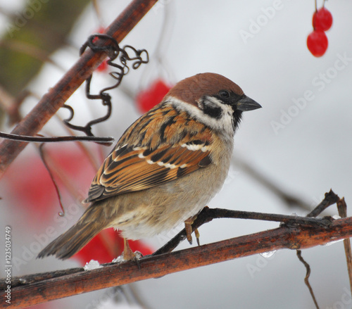 Sparrows (Passer) are sitting on a branch photo