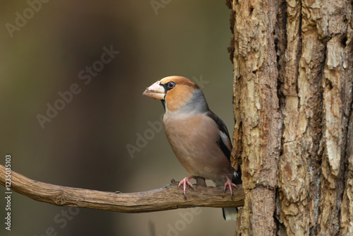 Hawfinch - Coccothraustes coccothraustes perched at dark background. Photo from Białowieża Forest in Poland. photo