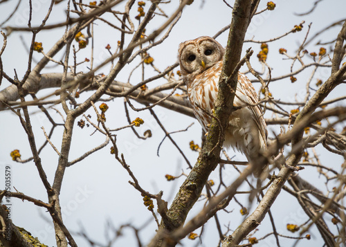 A perched barred owl high in the trees. photo