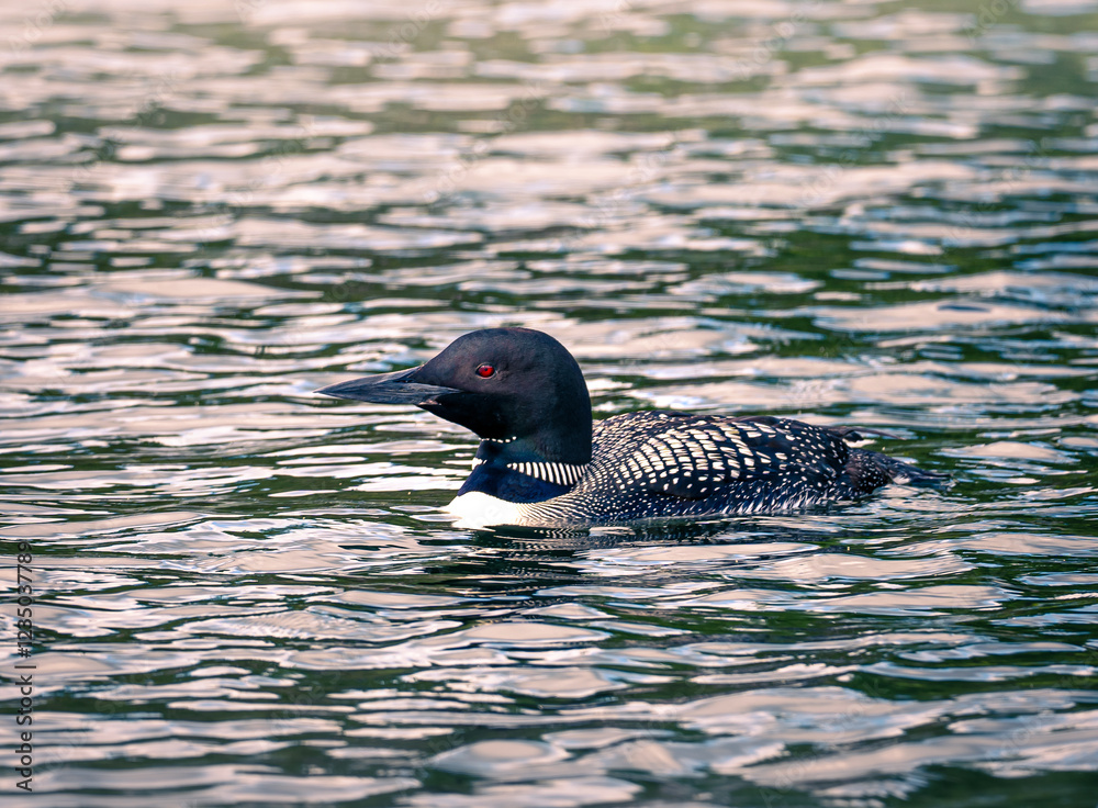 A beautiful Common Loon, gavia immer, swims on the water of a Minnesota lake.