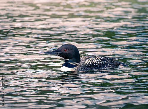 Obraz na płótnie A beautiful Common Loon, gavia immer, swims on the water of a Minnesota lake. w salonie