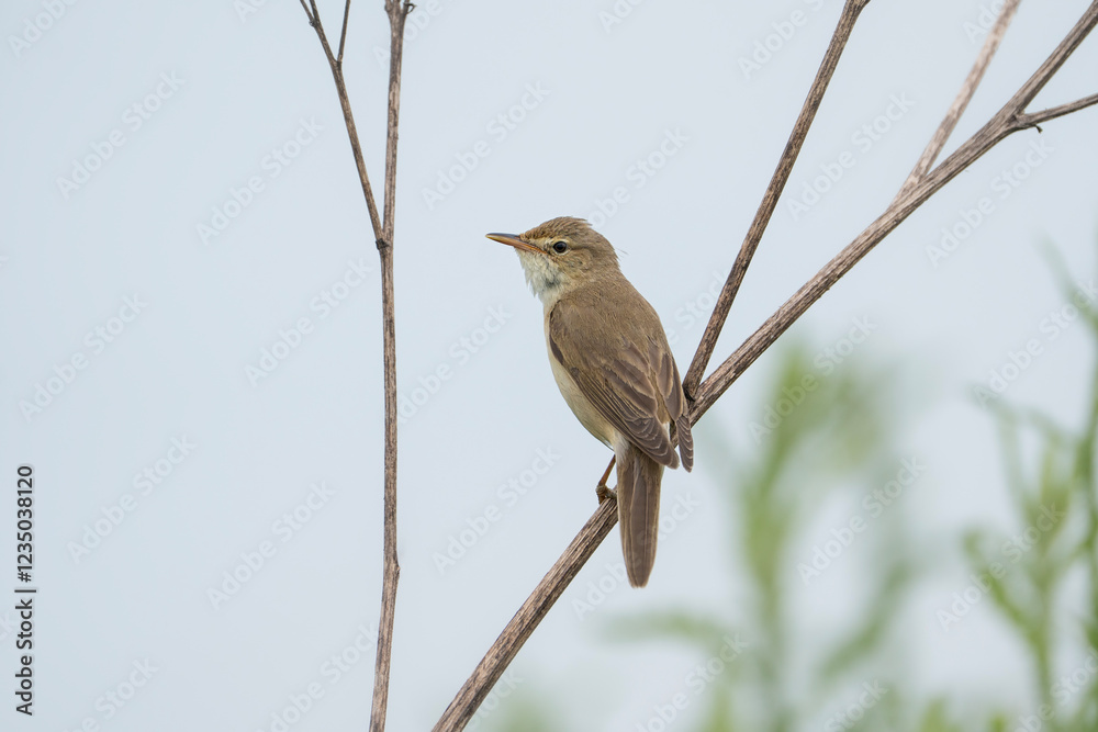 Fototapeta premium Marsh warbler, bird in a natural habitat, Acrocephalus palustris