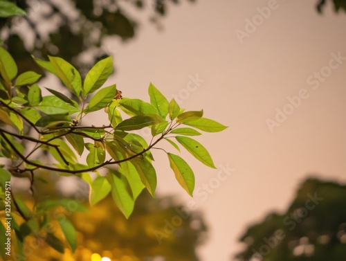 A cinematic still of a branch with green leaves against a softly lit evening sky, creating a serene and natural atmosphere. photo