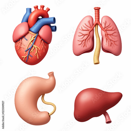 Set of realistic human internal organs. 3D heart, stomach, lungs, liver. Illustrations for medical website, application, training manuals. Color icons