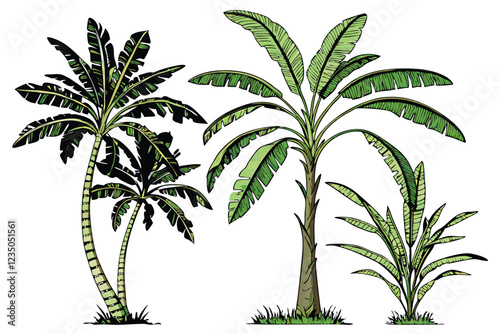 Tropical banana trees, photorealistic, isolated on white background, botanical illustration, various species, lush green foliage, tall slender trunks, wide leaves, palm-like appearance, studio lightin