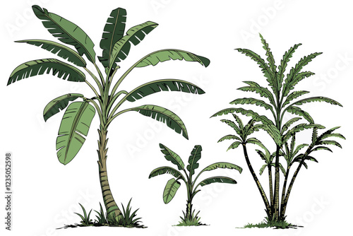 Tropical banana trees, photorealistic, isolated on white background, botanical illustration, various species, lush green foliage, tall slender trunks, wide leaves, palm-like appearance, studio lightin