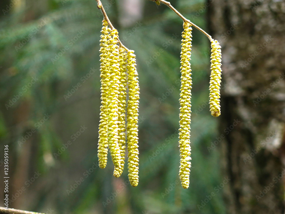 earrings on an alder tree earrings on an alder tree