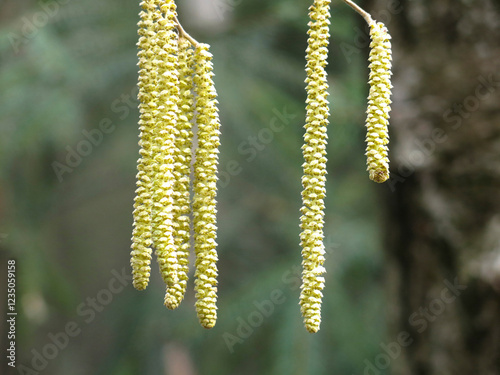 earrings on an alder tree photo