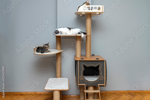 Obraz na płótnie three cat laying, sleeping, relaxing, looking on a soft cats shelf of a cat's house, cat tower, cat tree on top indoors