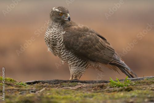 Eurasian goshawk - astur gentilis at brown background. photo from białowieża forest in poland