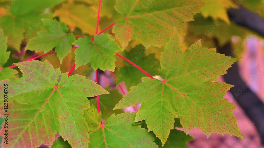 Close up of maple leafs gently moving in the breeze slow motion Close up of maple leafs gently moving in the breeze slow motion