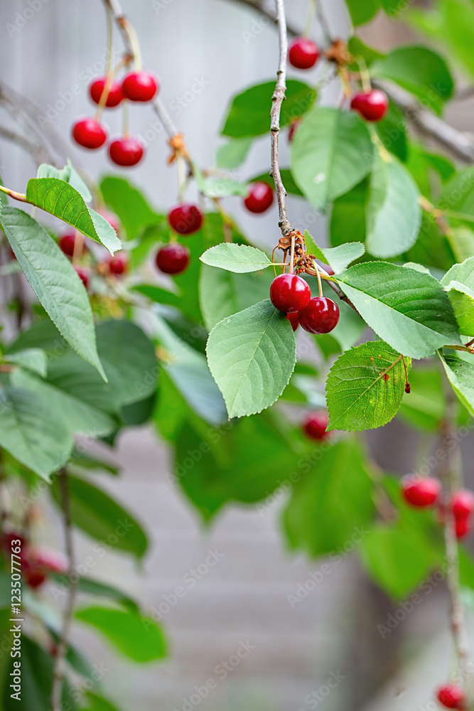 Vibrant red cherries hang from lush green leaves in a summer orchard. Copy space.