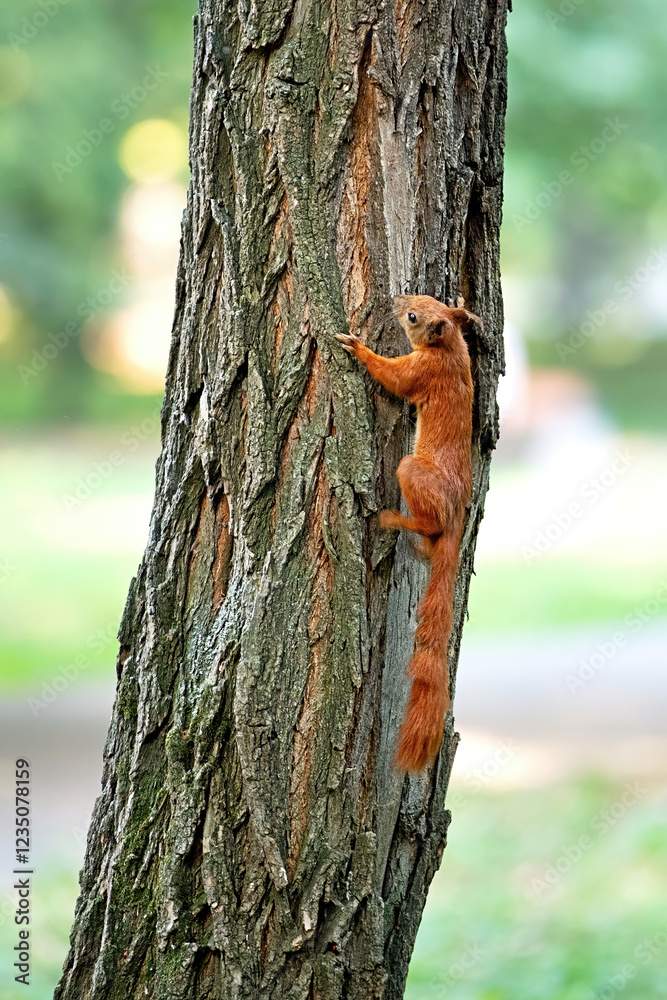 Squirrel climbs a majestic tree in a sunlit park on a crisp autumn day
