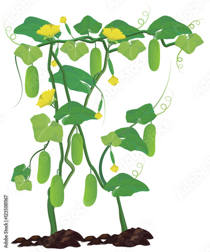 isolated cucumber plant on white background vector design