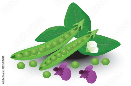 isolated peas on white background vector design