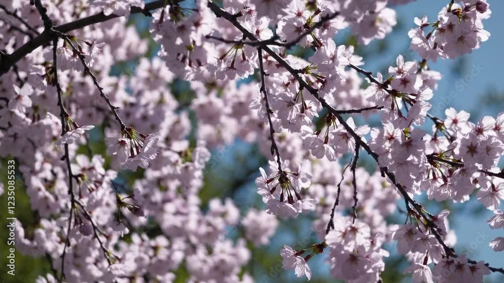 Beautiful Blooming Cherry Blossom Trees in Soft Pink Spring Light Beautiful Blooming Cherry Blossom Trees in Soft Pink Spring Light