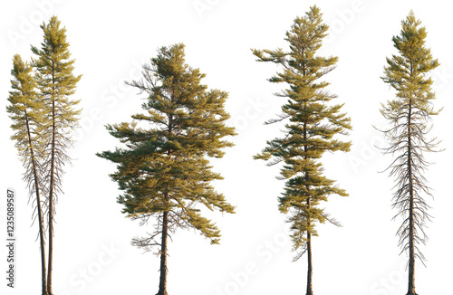 Fototapeta Naklejka Na Ścianę i Meble -  Pinus mariana pine\picea tree isolated png on a transparent background evening light premium cutout (Black spruce, bog spruce, swamp spruce)
