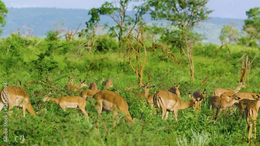 A herd of impala or rooibok (Aepyceros melampus) grazing in Savanah. A herd of impala or rooibok (Aepyceros melampus) grazing in Savanah.