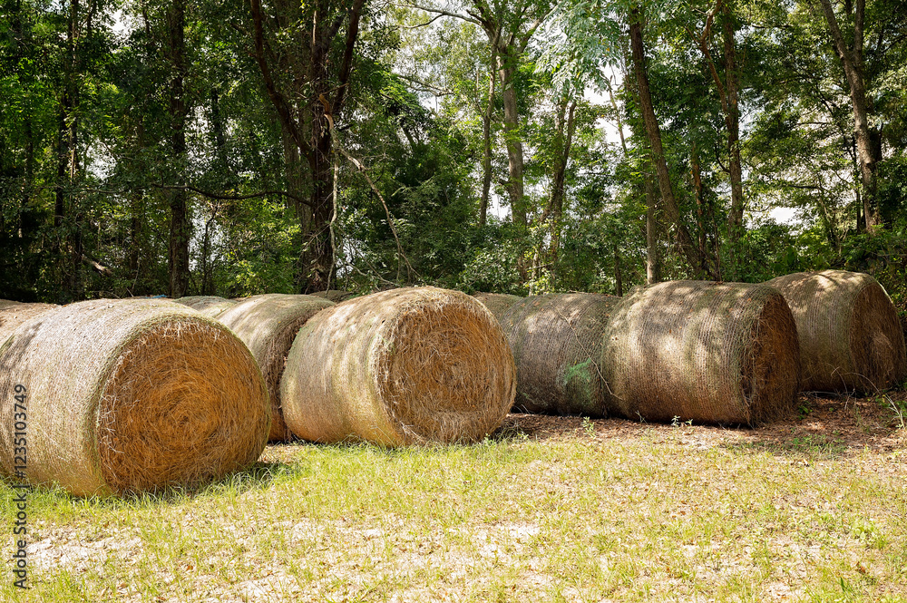 Large round hay bales stacked in a shaded rural farm setting Large round hay bales stacked in a shaded rural farm setting