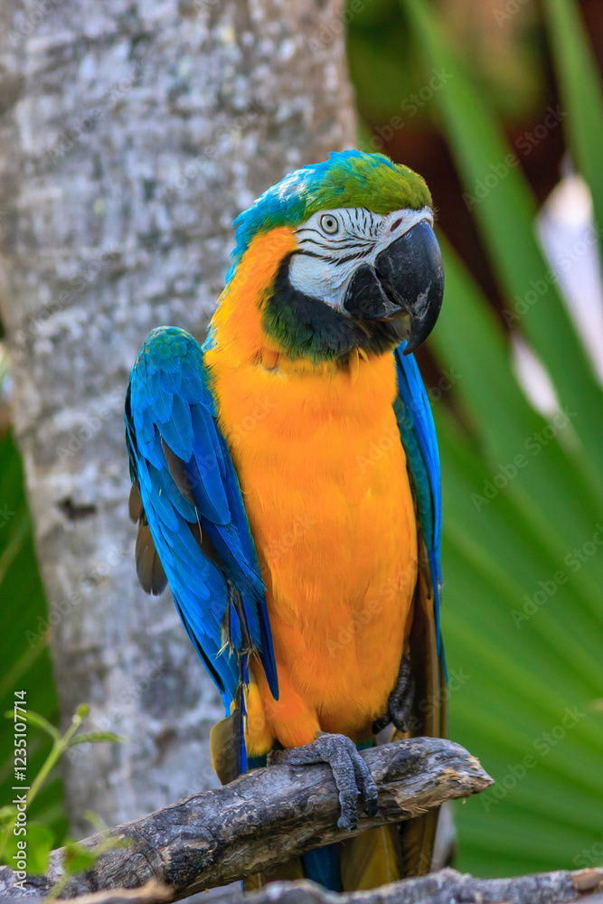 A colorful parrot is perched on a branch A colorful parrot is perched on a branch