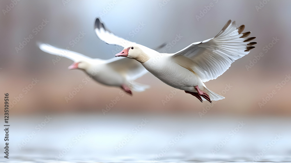 Fototapeta premium Snow geese in flight over calm water, winter landscape
