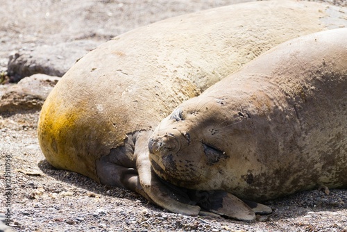 Elephant seal on beach close up, Patagonia, Argentina photo