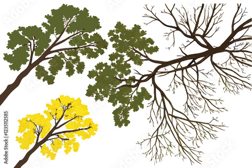 Aerial view of trees, diverse tree species, top-down perspective, circular tree canopies, seasonal variations, lush foliage, green and yellow leaves, detailed branch structure, nature from above, fore