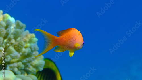 Sea goldie or scalefin anthias (Pseudanthias squamipinnis) undersea, Red Sea, Egypt, Sharm El Sheikh, Montazah Bay photo