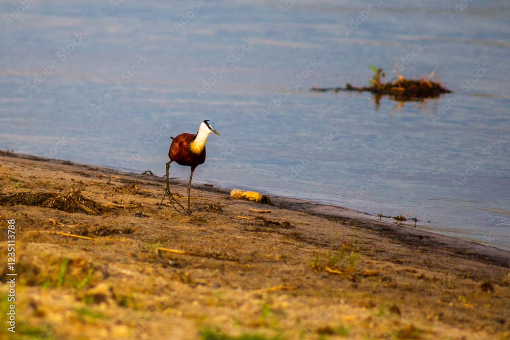 Jacana am Lauf des Chobe in der Abenddämmerung
