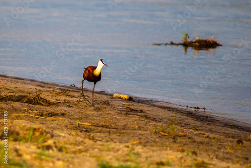 Obraz na płótnie Jacana am Lauf des Chobe in der Abenddämmerung w salonie