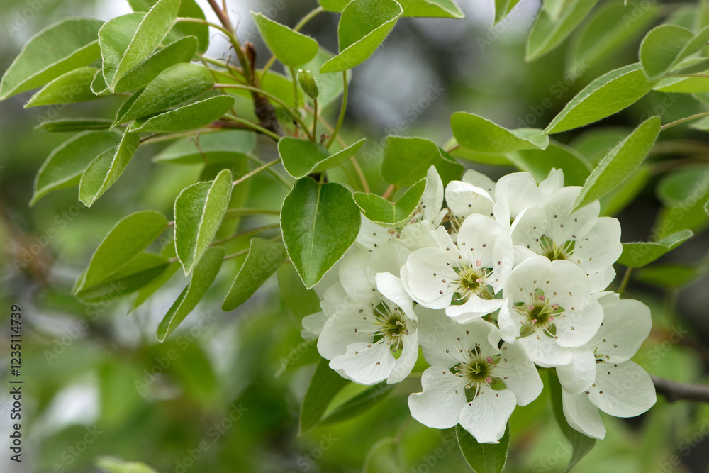 Fototapeta premium pear flowers. blooming tree in the garden. white delicate flowers and green and young leaves. Malinae, Springtide. Branches of flowering pears on a green background. close-up. pear in the forest