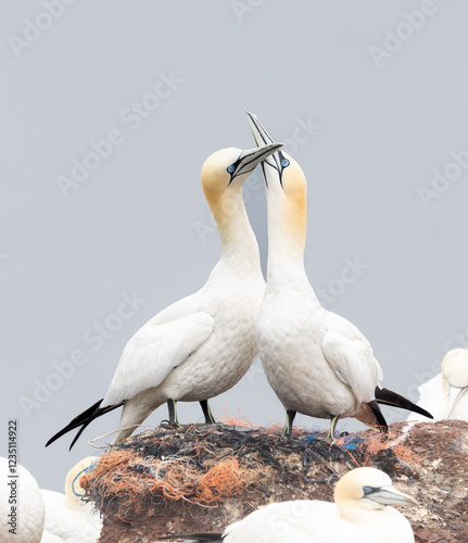 Basstölpel auf Helgoland
