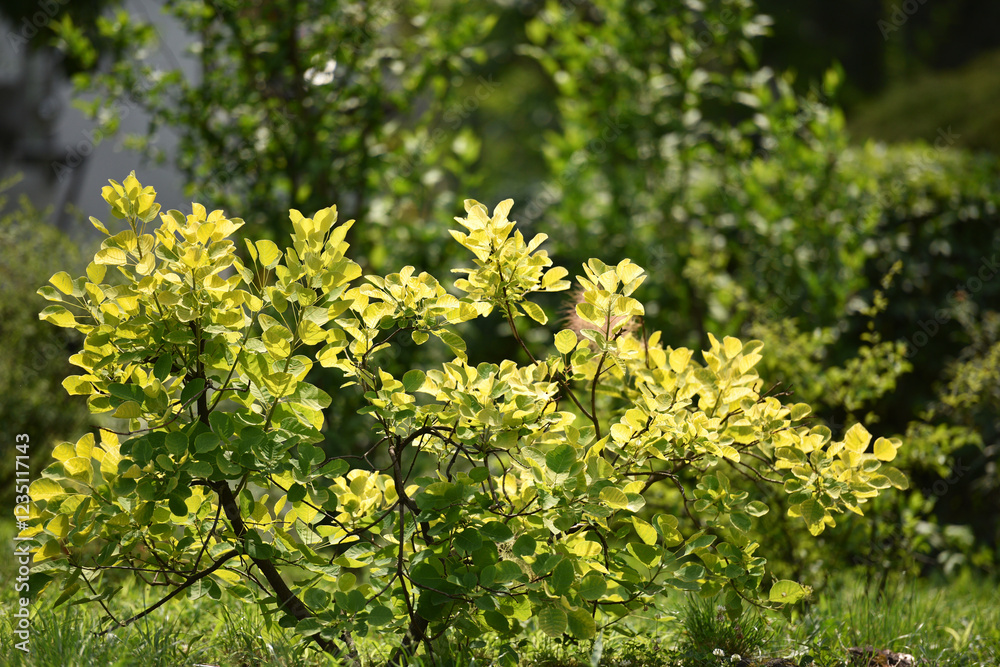 Fototapeta premium Green background of small bush in the garden. Rim lighting touched up young leaves of the bush against deep green of big tree. Soft and freshness looks. spring season.