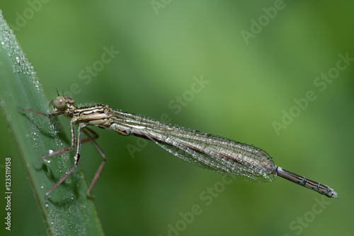 Close-up of a small, delicate dragonfly hanging from a blade of grass. Small dewdrops are on the dragonfly's wings. The sun is shining in the background. photo