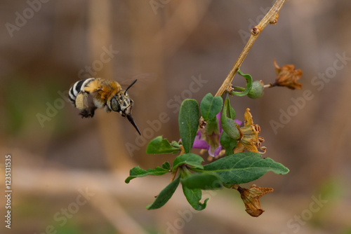 Abejorro