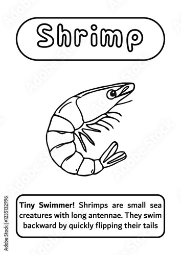 Shrimp Coloring Page