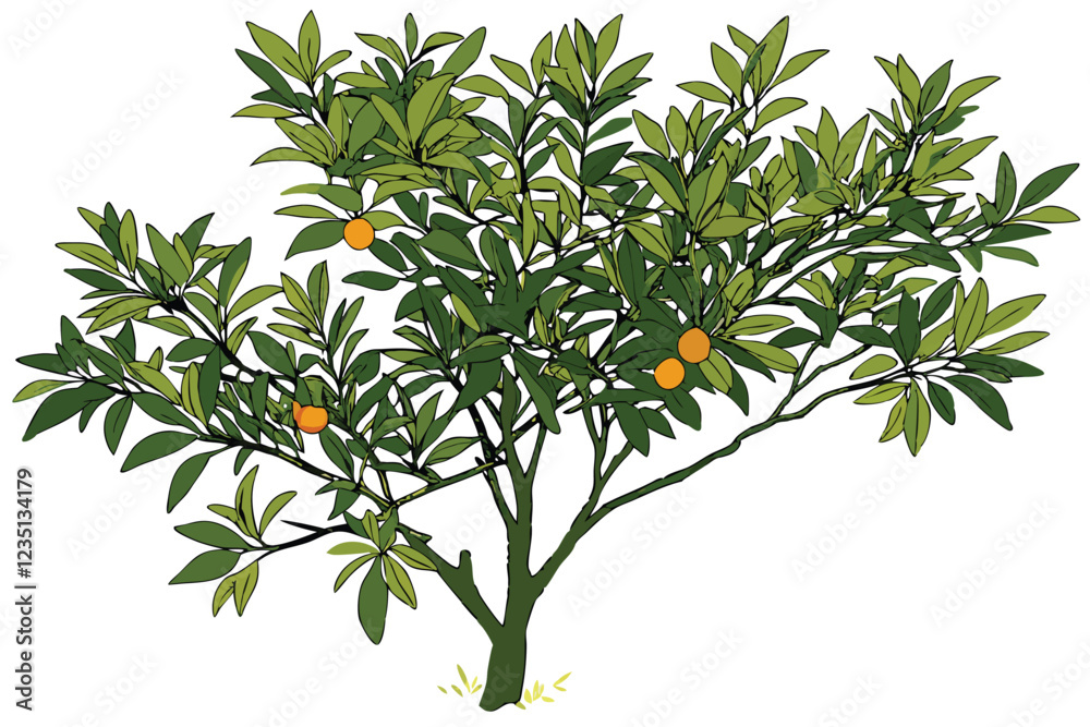 Fototapeta premium Citrus tree, lush green foliage, small orange fruits, compact shrub, vibrant leaves, botanical illustration, white background, top-down view, photorealistic, high detail, natural lighting, isolated pl