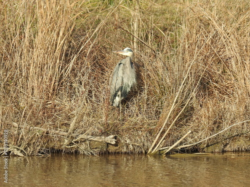 Great blue heron enjoying a cool winter day, within the wetlands of the Blackwater National Wildlife Refuge, Dorchester County, Maryland.  photo