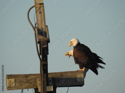 A pair of bald eagles spending a cool winter day, within the Blackwater National Wildlife Refuge, Dorchester County, Maryland. photo