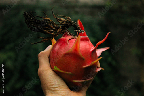 Fruta del dragon  photo