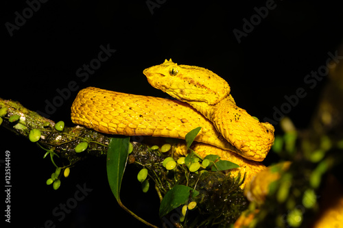 Bothriechis schlegelii, known as the highland eyelash pitviper or Schlegels eyelash pitviper photo