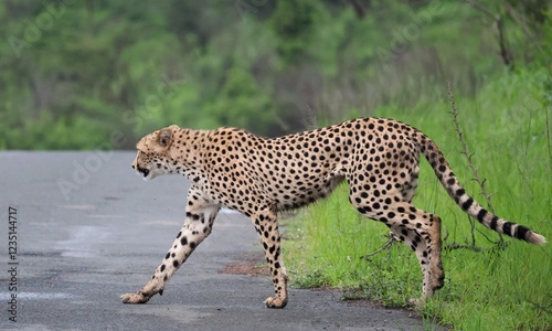 Gepard