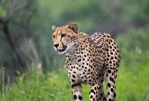Gepard