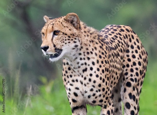 Gepard