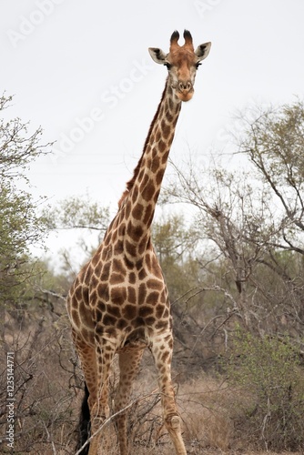 Giraffe