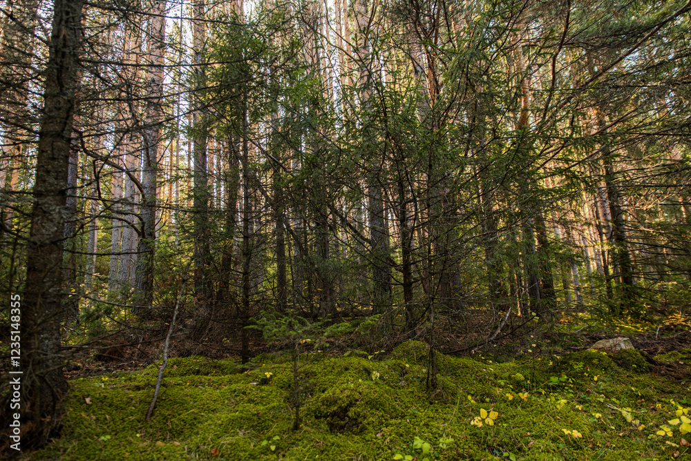 Obraz premium wild forest taiga southern urals