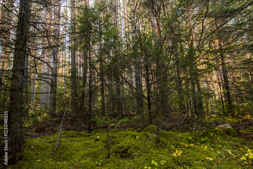 wild forest taiga southern urals