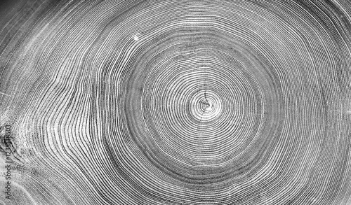 Gray ink stamp impression of end grain of wood slab. Tree rings art with texture and cracked surface.
