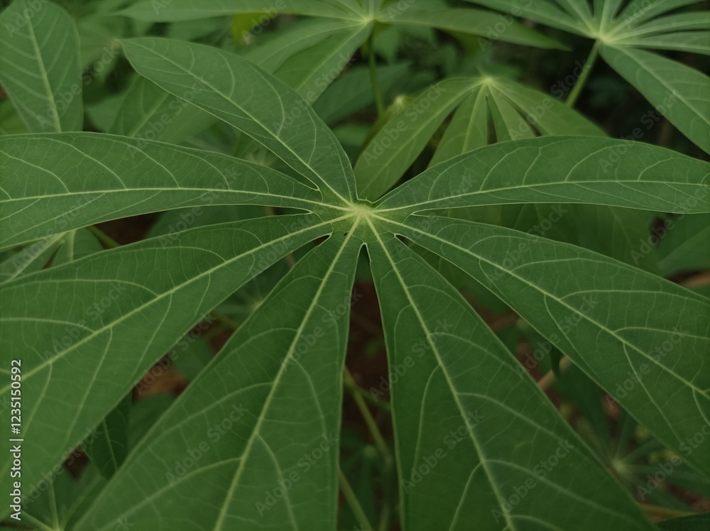 Beautiful cassava leaves for background